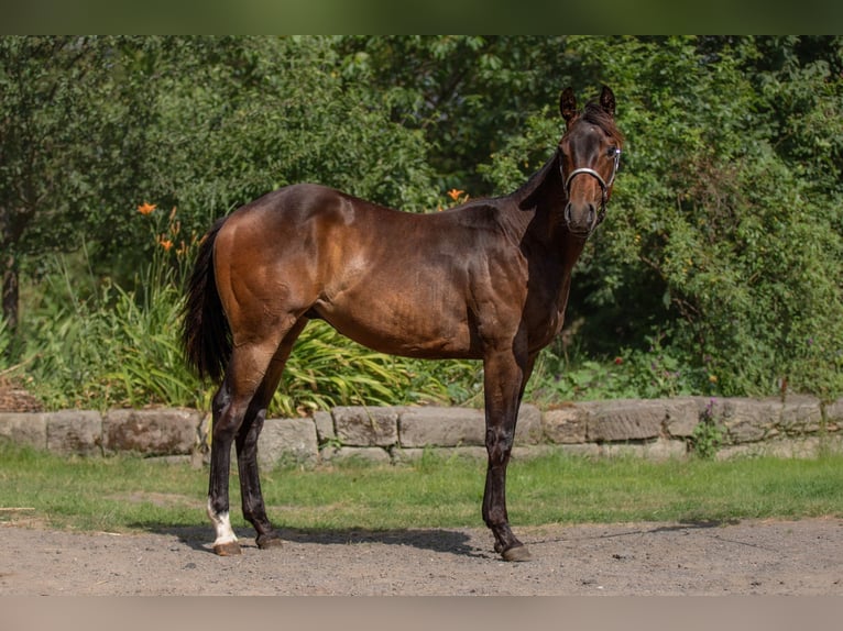 American Paint Horse Caballo castrado 1 año 160 cm Castaño oscuro in Zákupy