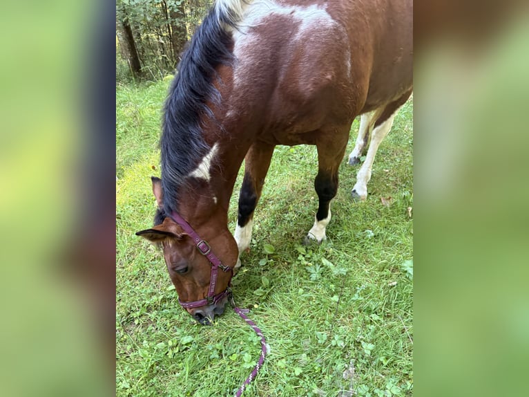 American Paint Horse Mestizo Caballo castrado 20 años 164 cm Pío in Leibertingen