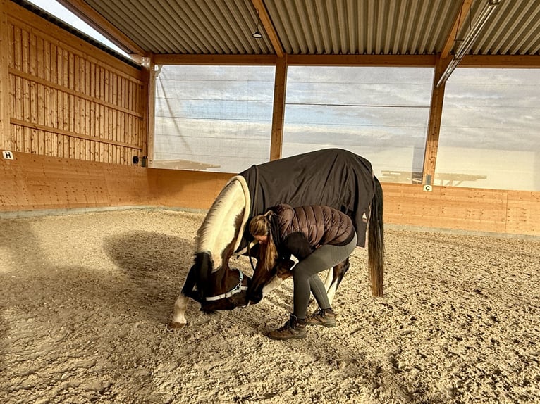 American Paint Horse Caballo castrado 21 años 158 cm Pío in Schwaigern