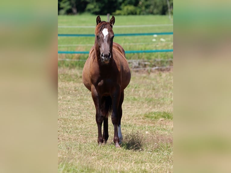 American Paint Horse Caballo castrado 2 años 148 cm Negro in Hellenthal