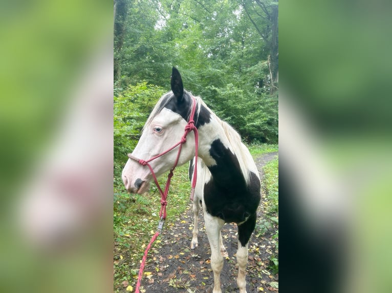 American Paint Horse Caballo castrado 2 años 148 cm Tovero-todas las-capas in Hennef