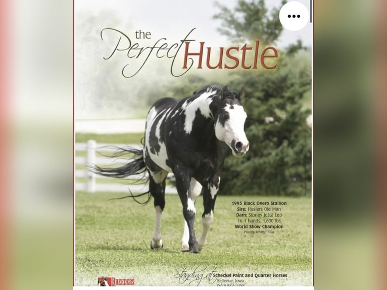 American Paint Horse Caballo castrado 2 años 148 cm Tovero-todas las-capas in Hennef