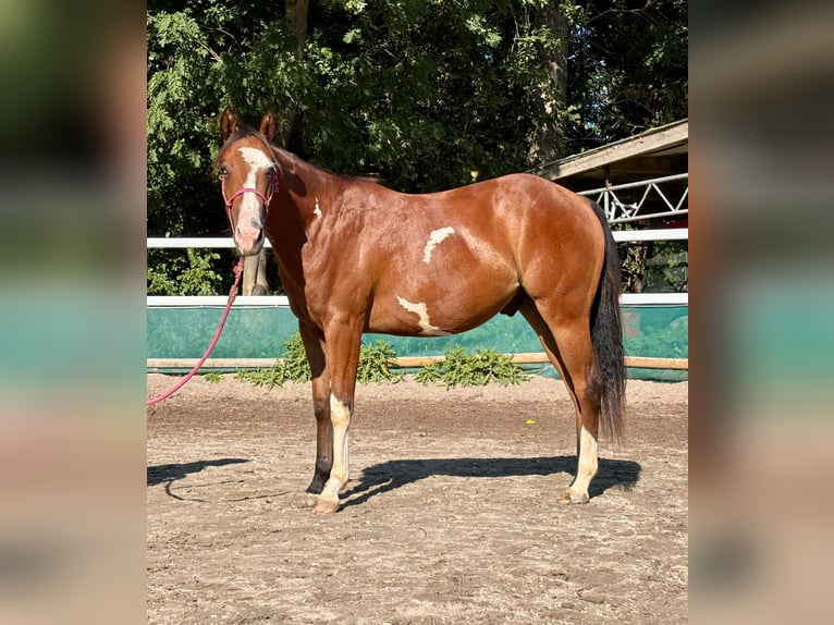 American Paint Horse Caballo castrado 2 años 150 cm Overo-todas las-capas in Duvensee