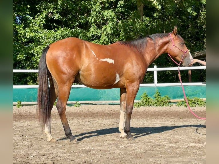 American Paint Horse Caballo castrado 2 años 150 cm Overo-todas las-capas in Duvensee