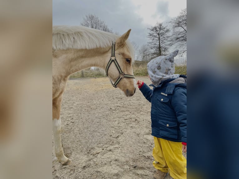 American Paint Horse Caballo castrado 2 años 150 cm Palomino in Südbrookmerland VictorburSüdbrookmerland