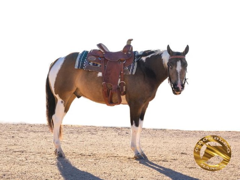American Paint Horse Caballo castrado 2 años 152 cm Buckskin/Bayo in Apple Valley