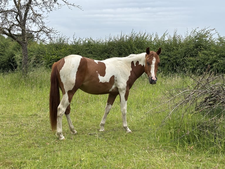 American Paint Horse Caballo castrado 2 años 153 cm Tobiano-todas las-capas in Bemelen