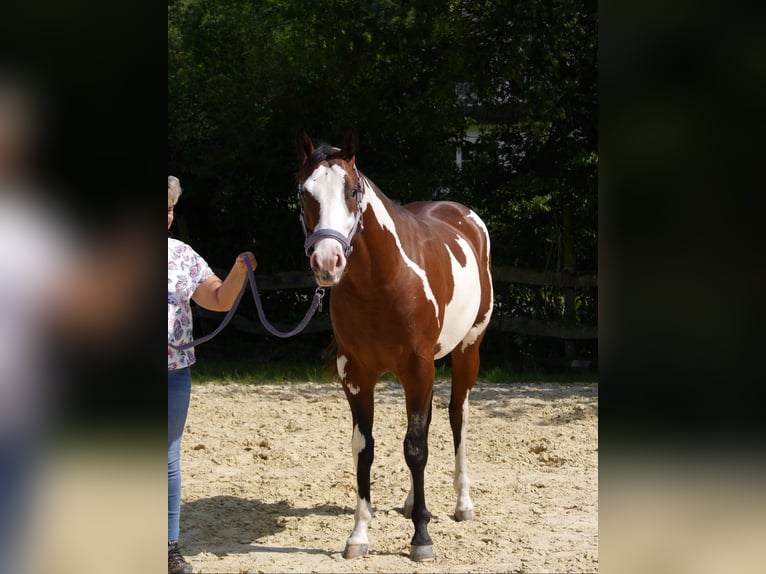 American Paint Horse Caballo castrado 2 años 154 cm Overo-todas las-capas in Reichshof