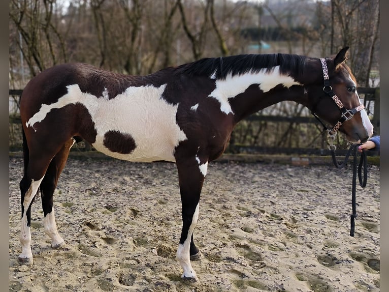 American Paint Horse Caballo castrado 2 años 154 cm Overo-todas las-capas in Reichshof