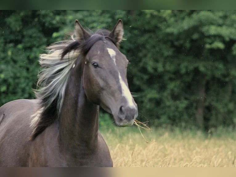 American Paint Horse Caballo castrado 2 años 155 cm Buckskin/Bayo in Gemünden