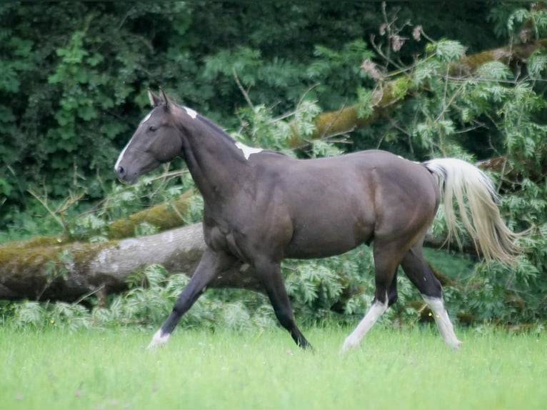 American Paint Horse Caballo castrado 2 años 155 cm Buckskin/Bayo in Gemünden