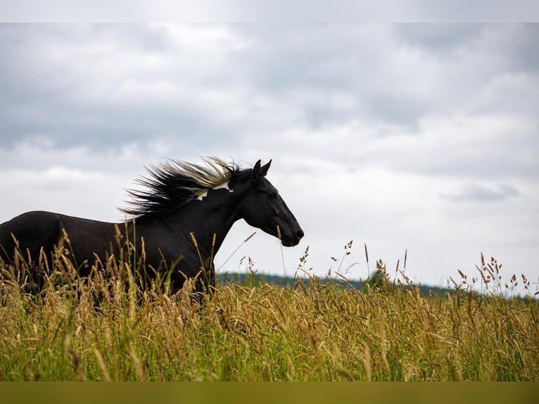 American Paint Horse Caballo castrado 2 años 155 cm Buckskin/Bayo in Gemünden