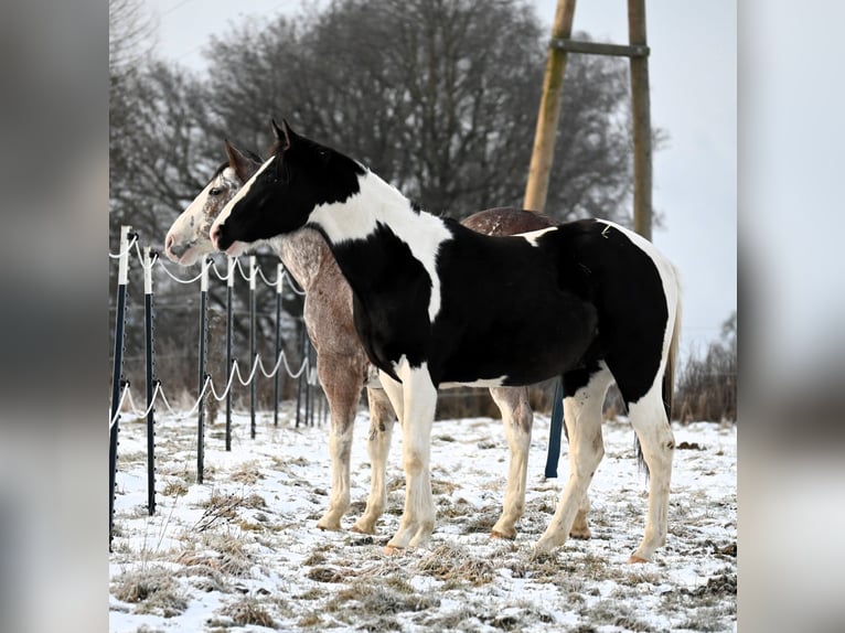 American Paint Horse Caballo castrado 2 años 162 cm Tovero-todas las-capas in Weichselbaum