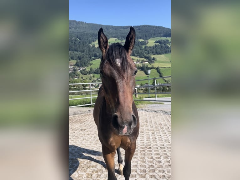 American Paint Horse Caballo castrado 2 años Castaño in Zell am See