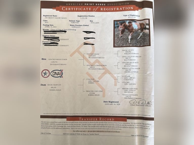 American Paint Horse Caballo castrado 3 años 143 cm Tobiano-todas las-capas in Villingen-Schwenningen