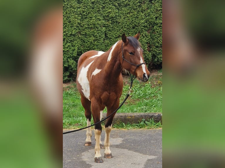 American Paint Horse Caballo castrado 3 años 143 cm Tobiano-todas las-capas in Villingen-Schwenningen