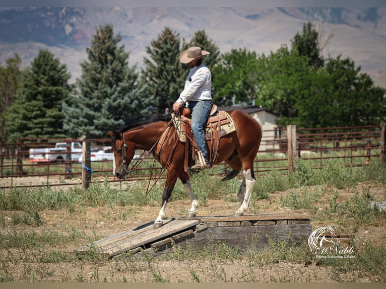 American Paint Horse Caballo castrado 3 años 145 cm Castaño rojizo in Cody