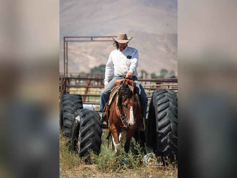 American Paint Horse Caballo castrado 3 años 145 cm Castaño rojizo in Cody