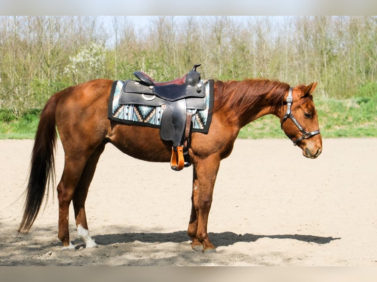 American Paint Horse Caballo castrado 3 años 147 cm Alazán in Frankfurt am Main