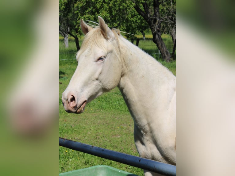 American Paint Horse Caballo castrado 3 años 147 cm  in Naumburg