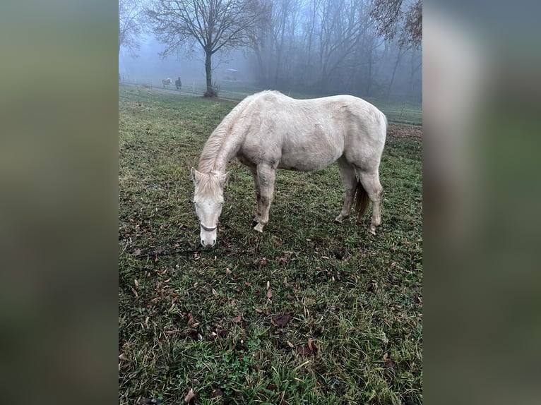American Paint Horse Caballo castrado 3 años 147 cm  in Naumburg
