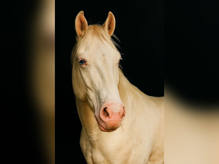 American Paint Horse Caballo castrado 3 años 147 cm  in Naumburg