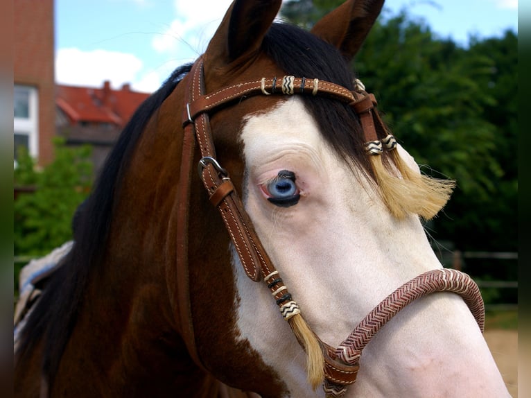 American Paint Horse Caballo castrado 3 años 148 cm Overo-todas las-capas in Velpke⁸