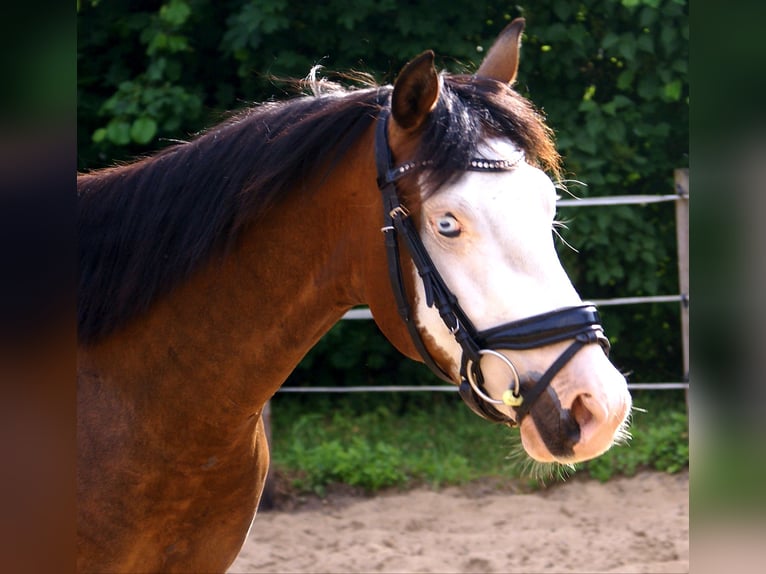 American Paint Horse Caballo castrado 3 años 148 cm Overo-todas las-capas in Velpke