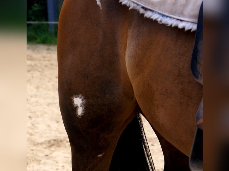 American Paint Horse Caballo castrado 3 años 148 cm Overo-todas las-capas in Velpke⁸
