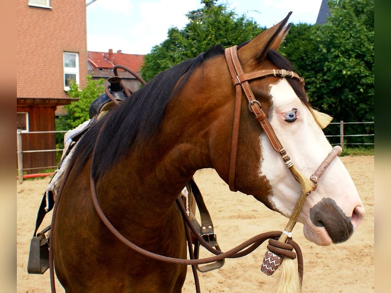 American Paint Horse Caballo castrado 3 años 148 cm Overo-todas las-capas in Velpke
