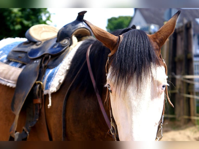 American Paint Horse Caballo castrado 3 años 148 cm Overo-todas las-capas in Velpke⁸