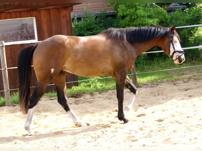 American Paint Horse Caballo castrado 3 años 148 cm Overo-todas las-capas in Velpke⁸