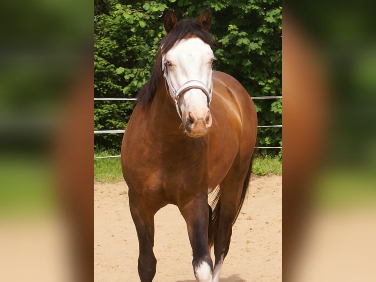 American Paint Horse Caballo castrado 3 años 148 cm Overo-todas las-capas in Velpke