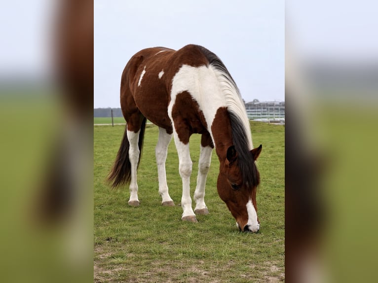 American Paint Horse Caballo castrado 3 años 148 cm Pío in Asendorf