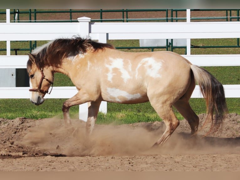 American Paint Horse Mestizo Caballo castrado 3 años 148 cm Tobiano-todas las-capas in Oberhausen
