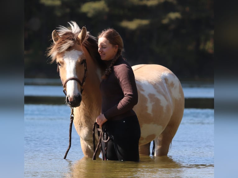 American Paint Horse Mestizo Caballo castrado 3 años 148 cm Tobiano-todas las-capas in Oberhausen