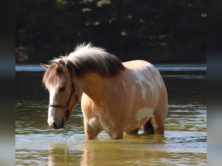 American Paint Horse Mestizo Caballo castrado 3 años 148 cm Tobiano-todas las-capas in Oberhausen