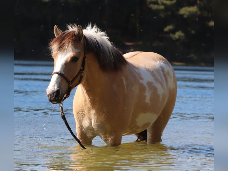 American Paint Horse Mestizo Caballo castrado 3 años 148 cm Tobiano-todas las-capas in Oberhausen