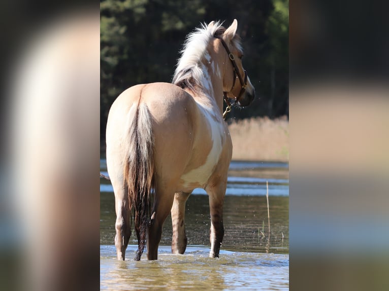 American Paint Horse Mestizo Caballo castrado 3 años 148 cm Tobiano-todas las-capas in Oberhausen
