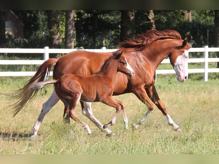 American Paint Horse Mestizo Caballo castrado 3 años 150 cm Castaño oscuro in Oberhausen