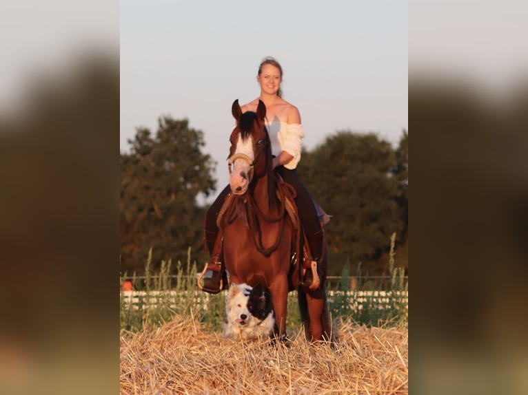 American Paint Horse Mestizo Caballo castrado 3 años 150 cm Castaño oscuro in Oberhausen