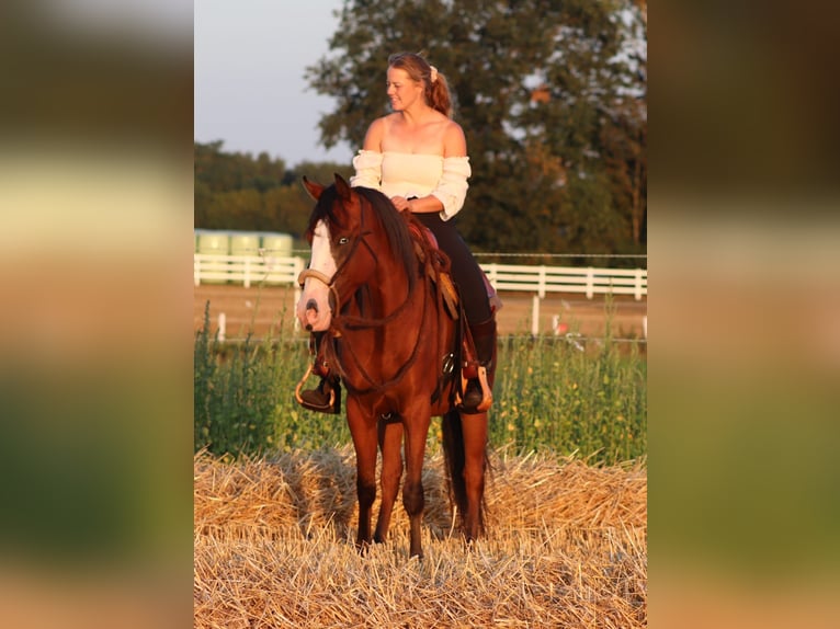 American Paint Horse Mestizo Caballo castrado 3 años 150 cm Castaño oscuro in Oberhausen