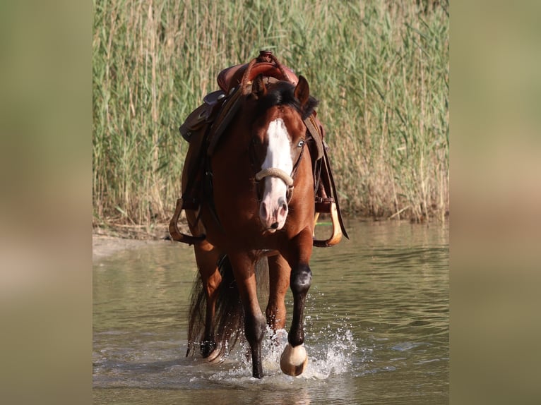 American Paint Horse Mestizo Caballo castrado 3 años 150 cm Castaño oscuro in Oberhausen