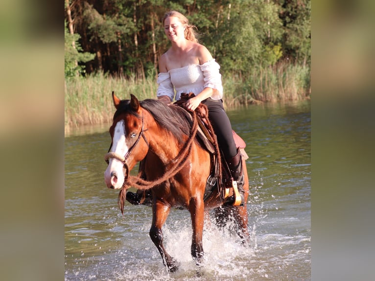 American Paint Horse Mestizo Caballo castrado 3 años 150 cm Castaño oscuro in Oberhausen