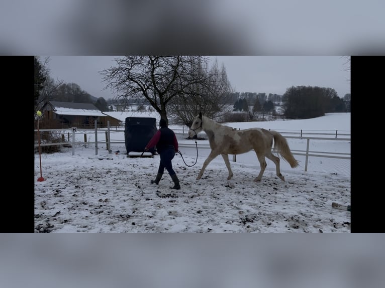 American Paint Horse Mestizo Caballo castrado 3 años 150 cm Pío in Marienmünster