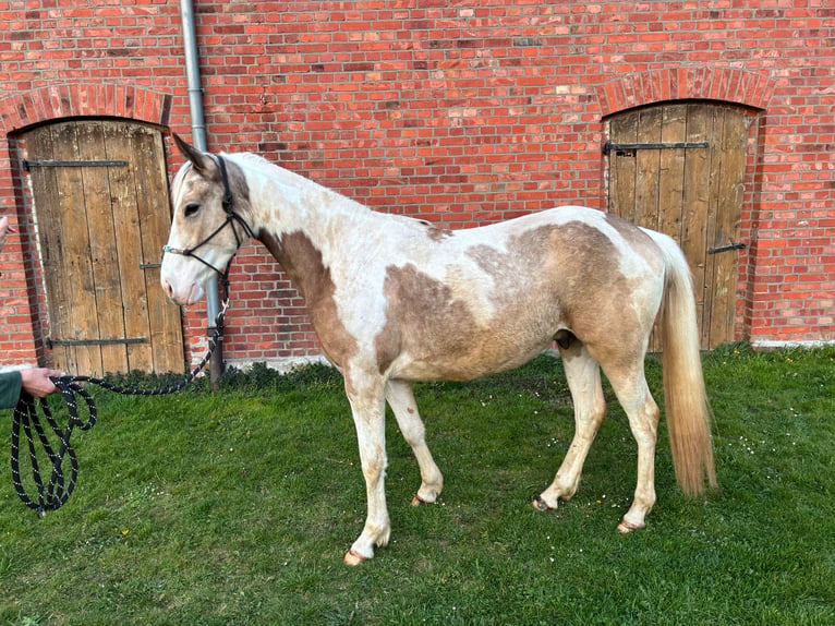 American Paint Horse Mestizo Caballo castrado 3 años 150 cm Pío in Marienmünster