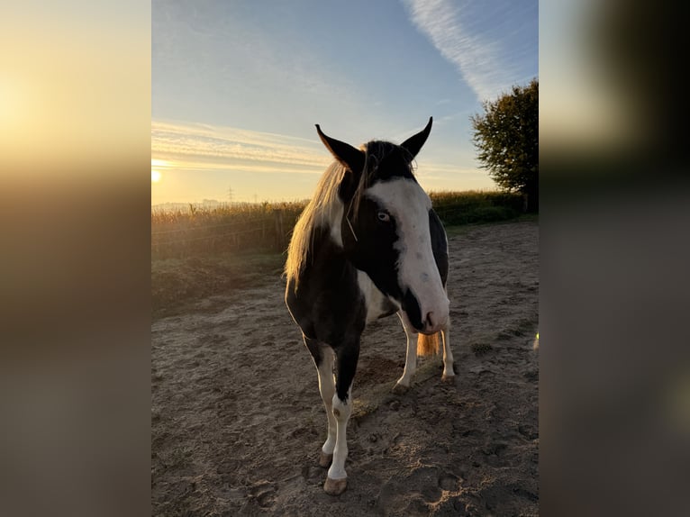 American Paint Horse Caballo castrado 3 años 150 cm Tovero-todas las-capas in Neckarwestheim