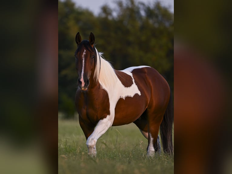 American Paint Horse Caballo castrado 3 años 152 cm Castaño rojizo in Stephenville