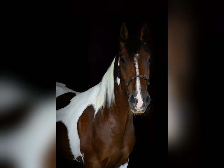 American Paint Horse Caballo castrado 3 años 152 cm Castaño rojizo in Stephenville