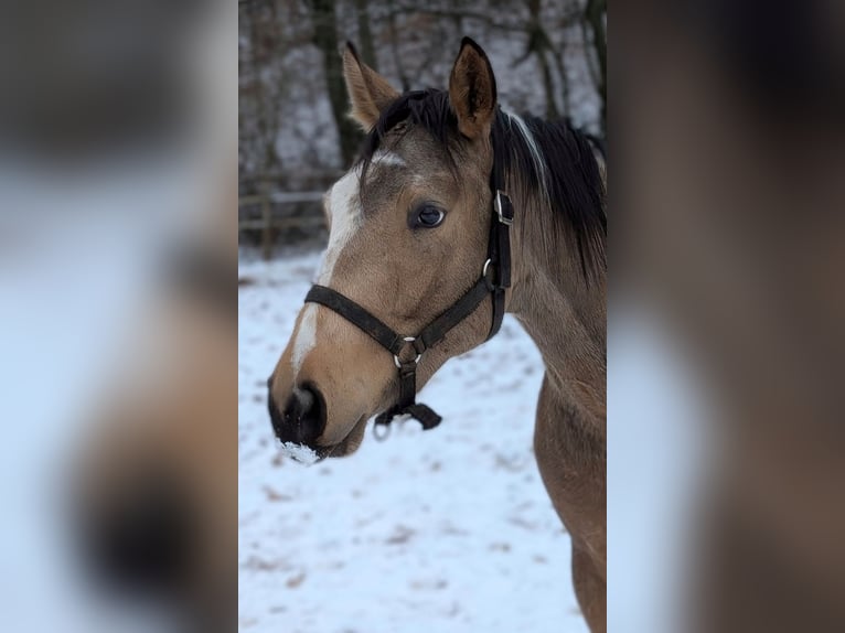 American Paint Horse Caballo castrado 3 años 153 cm Buckskin/Bayo in Beckingen